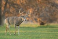 Fall colors with whitetail buck Royalty Free Stock Photo