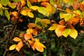 Fall colour leves and tree in danish capital Copenhagen