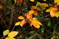 Fall colour leves and tree in danish capital Copenhagen