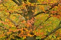 Fall colour leves and tree in danish capital Copenhagen