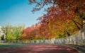 Fall colour playground in college