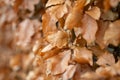 Fall coloured leaves wallpaper or background