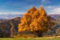 Fall coloured tree on Horny diel over Banska Bystrica town