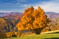 Fall coloured tree on Horny diel over Banska Bystrica town