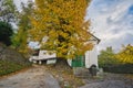 Fall coloured tree in Spania Dolina
