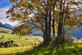 Fall coloured trees near Zdiar village under Belianske Tatras mountains during autumn Royalty Free Stock Photo