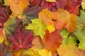 Colourful maple leaves on grass background