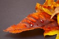 Fall colours