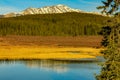 Fall colours adorn the backcountry. Clearwater County,Alberta,Canada Royalty Free Stock Photo