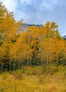 Fall colours in all their splender along the Bow Valley Parkway. Banff National Park Alberta Canada Royalty Free Stock Photo