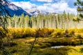 Fall colours in all their splender along the Bow Valley Parkway. Banff National Park Alberta Canada Royalty Free Stock Photo