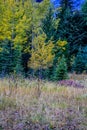 Fall colours in all their splender along the Bow Valley Parkway. Banff National Park, Alberta, Canada Royalty Free Stock Photo