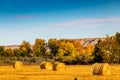 Fall colours dot the badlands. Tolman Badlands Heritage Rangeland Natural Area, Alberta, Canada