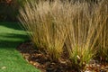 Fall colours in a flowerbed of ornamental grasses