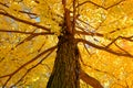 Fall Colours in Montreal