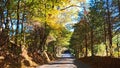 Fall Colours on an old country road Royalty Free Stock Photo