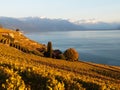 Fall Colours at Saint-Saphorin vineyards in Switzerland Royalty Free Stock Photo