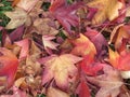 Fall Colours Royalty Free Stock Photo