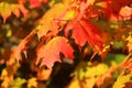 Beautiful Fall Colours of Leaves on Sugar Maple Tree, Acer saccharum, in Evening Light, Canada