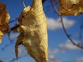 Fall Leaves on a Tree Against a Blue Sky Royalty Free Stock Photo