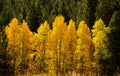 Fall Comes To The Eastern Sierra's