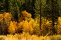 Fall Comes To The Eastern Sierra's