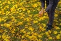 Fall composition. Beautiful autumn foliage. Fall forest. Closeup of woman collecting yellow leaves in autumn.