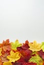 Fall composition. Colorful autumn leaves at the bottom over white  background. Flat lay with copy space. Vertical shot Royalty Free Stock Photo