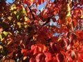 Red autumn leaves of tree in autumn across blue sky. Autumn background. Fall concept. Copy space Royalty Free Stock Photo