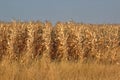 Fall Corn harvest