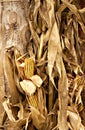 Fall corn husks and dried corn Royalty Free Stock Photo