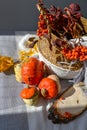 Little decorative ugly pumpkins. Fall cozy photo halloween concept