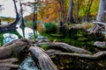 Fall Cypress Roots at Garner State Park, Texas