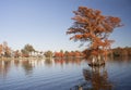 Fall cypress trees on Albemarle Sound Royalty Free Stock Photo