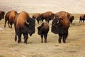 Three bison or buffalo protecting their young