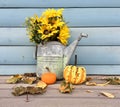 Fall day with an old watering can full of sunflowers Royalty Free Stock Photo