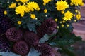 Fall decoration with yellow chrysanthemums, bumps and leafs. Home decoration for autumn. Yellow chrysanthemums