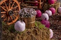 Fall Display of Pink Pumpkins and Flowers Royalty Free Stock Photo