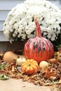 Fall display with pumpkin decorated for Halloween near mums, gourds and fall leaves Royalty Free Stock Photo