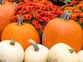 Fall display of pumpkins and mums Royalty Free Stock Photo