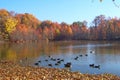 Fall Duck pond Royalty Free Stock Photo