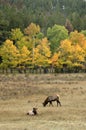 Fall elk in Colorado Royalty Free Stock Photo