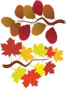 Fall elm and maple leaves