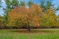 Fall Elm Tree