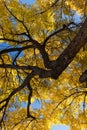 Fall Elm Tree with Trunk at Upper Right Royalty Free Stock Photo