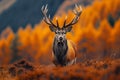 Fall enchantment Stag in the Scottish Highlands during autumn