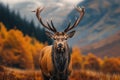 Fall enchantment Stag in the Scottish Highlands during autumn