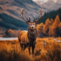 Fall enchantment Stag in the Scottish Highlands during autumn