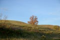 Fall evening - single tree Royalty Free Stock Photo