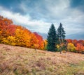 Only in the fall, every leaf on a tree turns into a flower. Wonderful autumn scene of mountain valley. Gloomy morning view of Carp Royalty Free Stock Photo